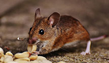 24 Hour & Emergency Exterminators in Alexander, AR